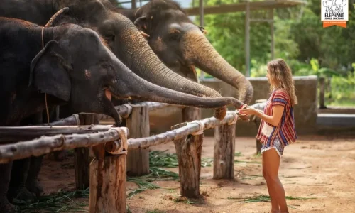 9-Days Ultimate Kenya Wildlife Safari Adventure