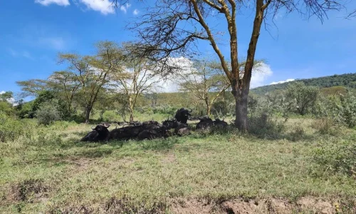 7-Days Amboseli, Lake Naivasha, Lake Nakuru & Masai Mara Safari