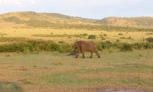 7-Days Amboseli, Lake Naivasha, Lake Nakuru & Masai Mara Safari