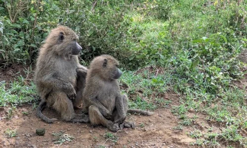 7-Days Amboseli, Lake Naivasha, Lake Nakuru & Masai Mara Safari