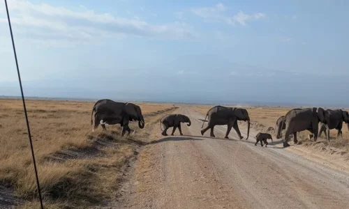7-Days Amboseli, Lake Naivasha, Lake Nakuru & Masai Mara Safari