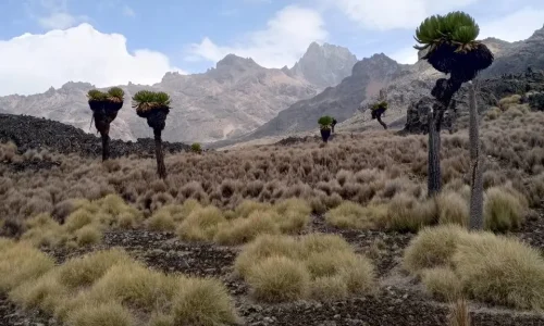 6-Days Mount Kenya Trek: Chogoria to Naromoru Route Hiking Experience