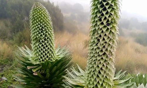 3-Days Mount Kenya Hike from Chogoria to Sirimon Route