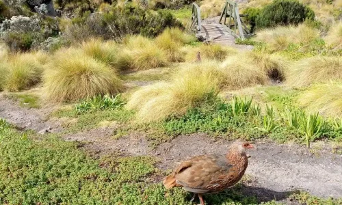 5-Days Mount Kenya Lake Tour & Point Lenana Summit Trek