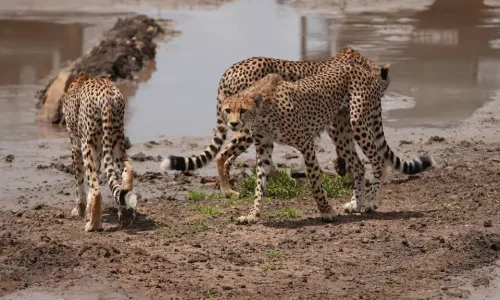 6-Days Tanzania Safari: Ngorongoro Crater & Serengeti National Park