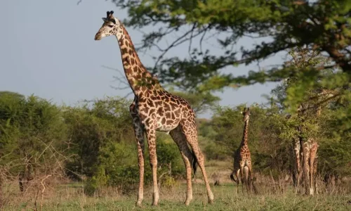 6-Days Tanzania Safari: Ngorongoro Crater & Serengeti National Park