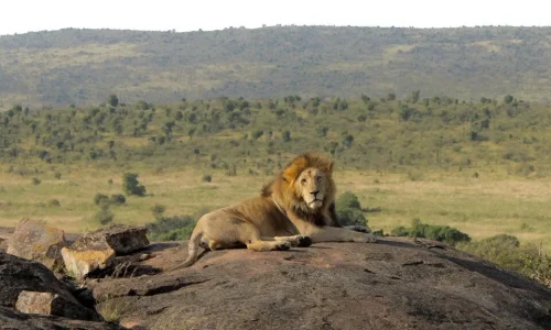 6-Days Kenya Bush Safari: Masai Mara, Lake Nakuru & Amboseli