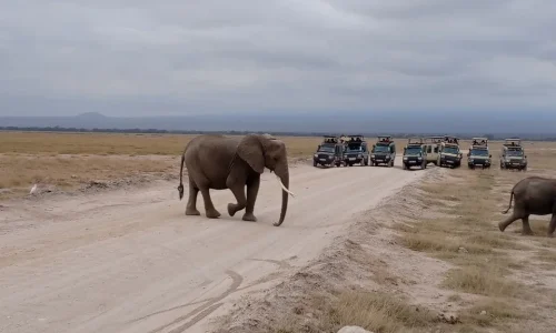 6-Days Kenya Bush Safari: Masai Mara, Lake Nakuru & Amboseli
