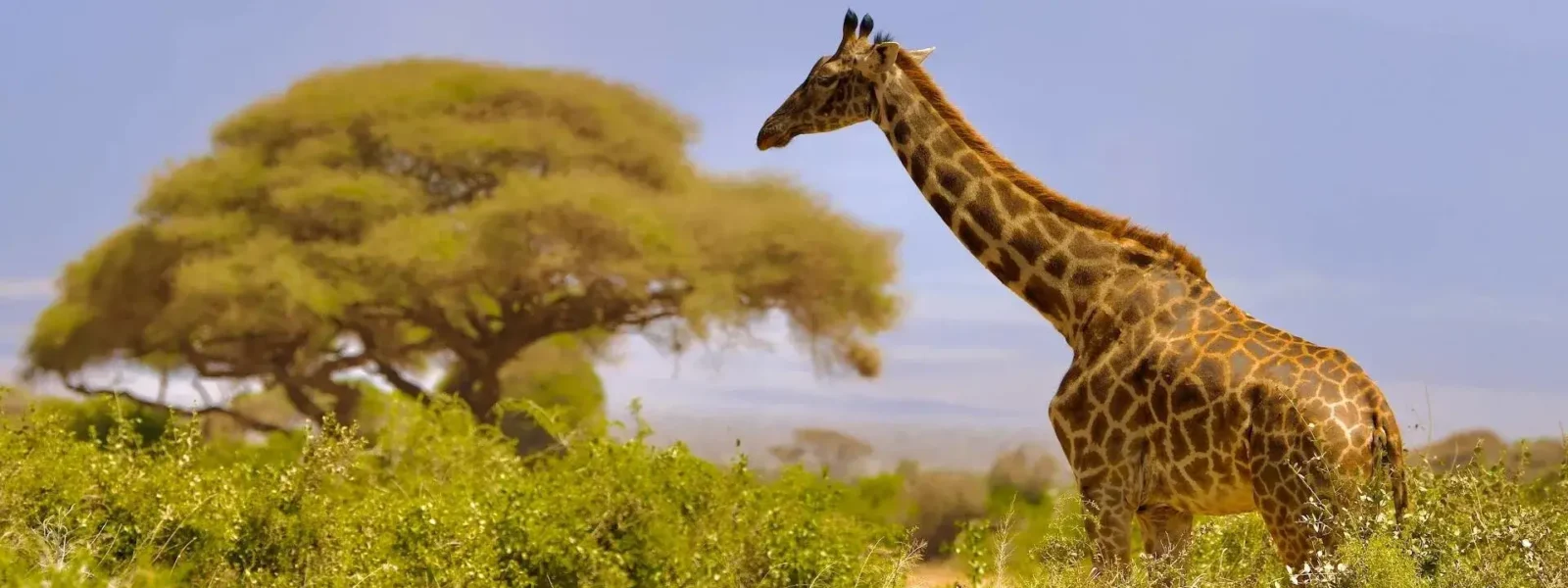 Amboseli