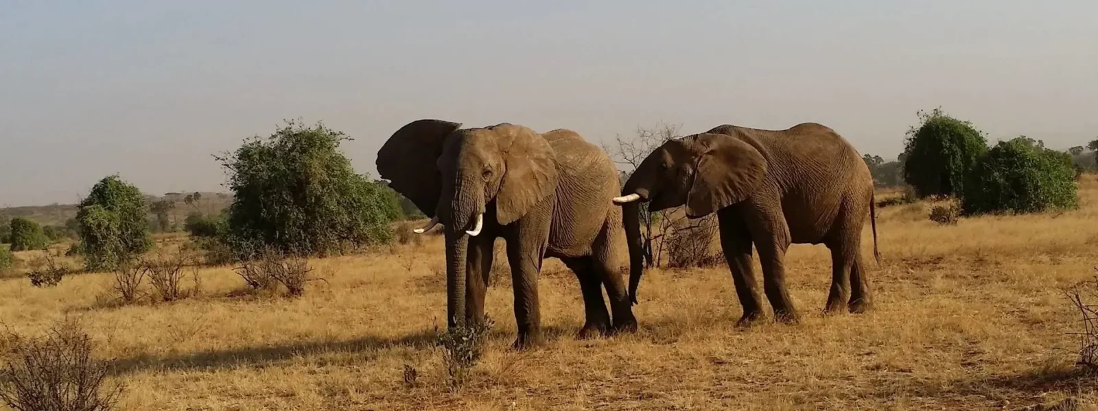 Samburu