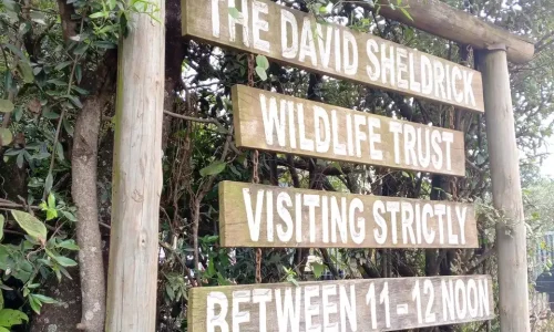 Nairobi National Park Half Day Tour & Giraffe Centre Visit