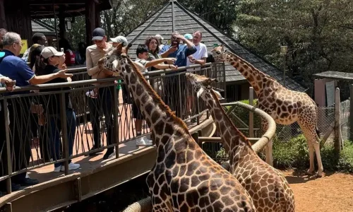 Nairobi National Park Half Day Tour & Giraffe Centre Visit
